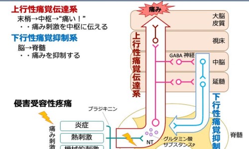 早孕吃黄体酮胶囊对胎儿有影响吗-早孕吃黄体酮胶囊吗有影响吗、怀孕早期吃黄体酮对胎儿有伤害吗 -早孕吃黄体酮胶囊吗网